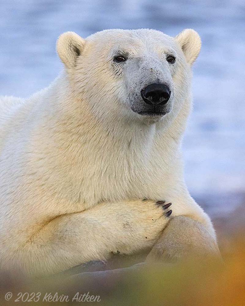 Polar Bear staring into the camera